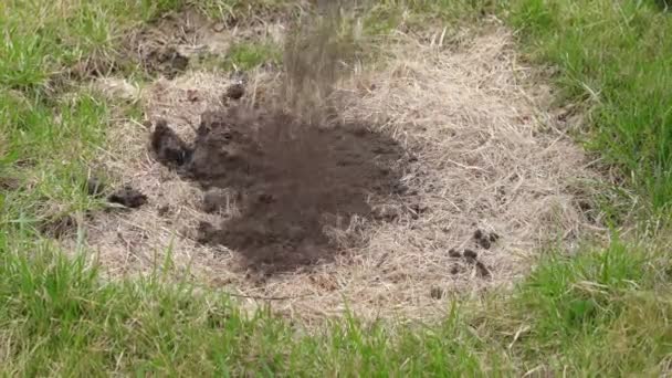 Наливаємо чорний ґрунт на замерзлу траву газону — стокове відео