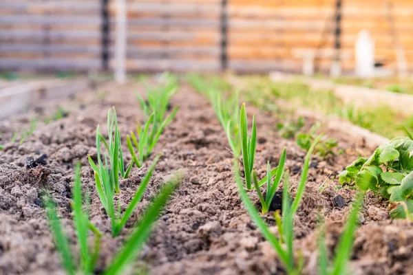 Hermoso Jardín Limpio Con Cultivo Ajo Verde — Foto de Stock