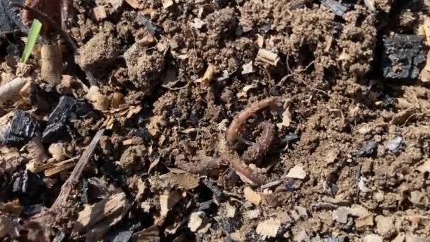 Aardworm van dichtbij kruipend op de grond in zaagsel — Stockvideo