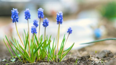 Güzel, zengin, mavi muscari çiçekleri çiçek tarhında yetişir.