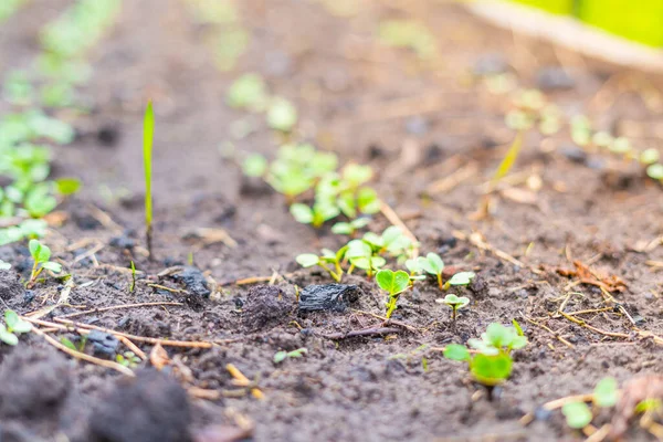 Radish Sprouts Rise Garden Bed Close — Stock Photo, Image