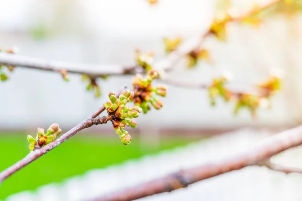 梨花盛开 开花前 — 图库照片