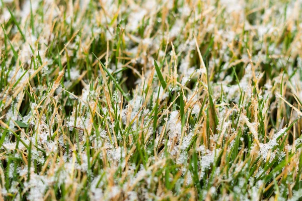 Césped Copos Nieve Primer Plano Nieve Primavera Sobre Hierba Verde — Foto de Stock