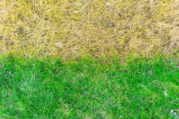 Çimlerin yarısı sarı, yarısı parlak yeşil. Döllenmeden önce ve sonra çimen