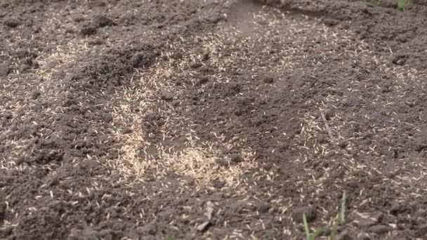 Sadzenie nasion trawy i zagęszczanie gleby dla dobrego kontaktu — Wideo stockowe