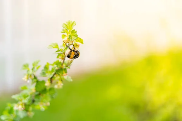 Pollinise Les Groseilles Maquereau Printemps Gros Plan — Photo