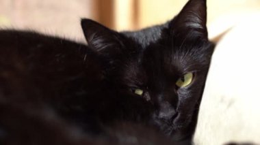 Güzel siyah kedi kanepede uzanmış uyukluyor.
