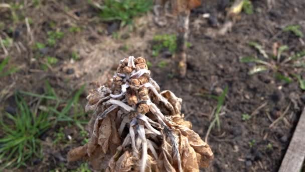 盆栽枯干茎在园圃床的密闭中 — 图库视频影像