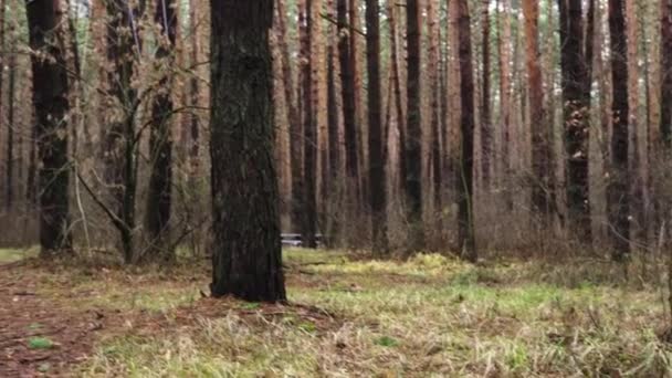 Joyeux chien brun clair traverse la forêt d'automne — Video