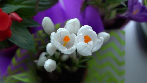 鍋の中に生きている白い塊の花束 — ストック動画