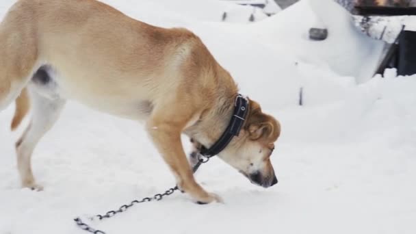 O cão está à procura de comida no inverno com uma trela — Vídeo de Stock