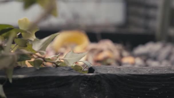 Compost stapel voedselafval voor het bemesten van moestuingrond — Stockvideo