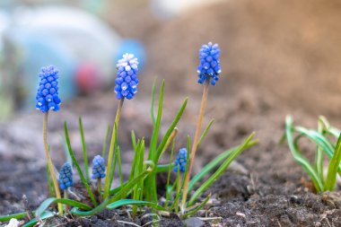 Güzel, zengin, mavi muscari çiçekleri çiçek tarhında yetişir.