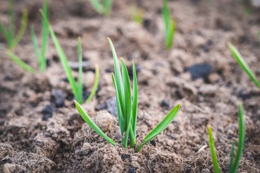 Toprakta yetişen yeşil sarımsak filizleri...