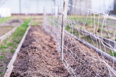 İlkbaharda ekmeden önce bir ev bahçesinde sarmaşık ağı kullanmak.