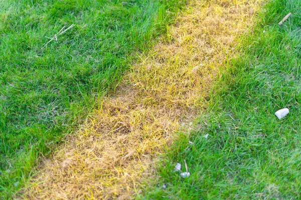 Parlak yeşil çimlerin üzerinde sarı bir çimen şeridi