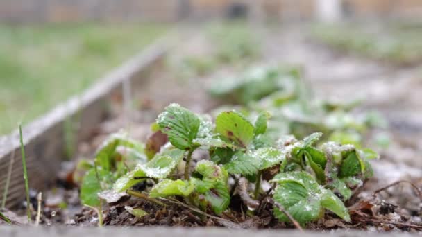 Sníh padá na zelené listy jahod, které rostou na jaře v zahradě — Stock video