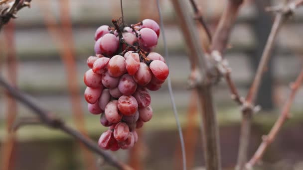 Egy csomó elkényeztetett cabernet szőlő lóg a szőlőben — Stock videók