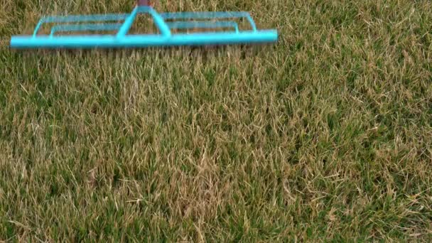 Peinar un césped con hierba verde después del invierno con un rastrillo de jardín especial, vista superior — Vídeos de Stock