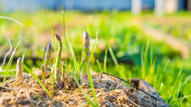 Baharın ilk yenilebilir kuşkonmaz meyveleri.