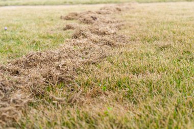 Kışın baharda baharda çim bakımı. Çimleri tırmıkla havalandırmak