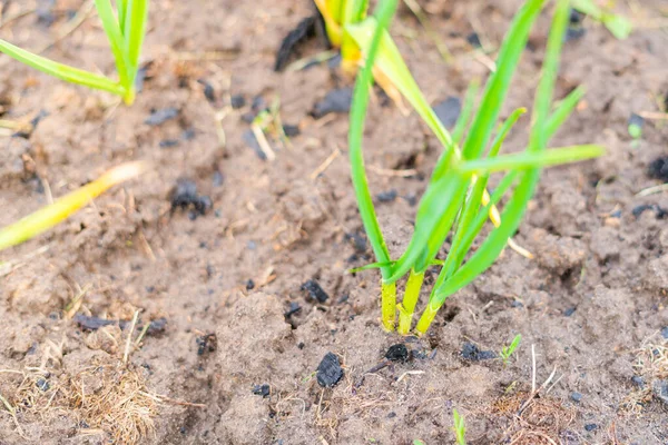 Jong Groen Zelfgemaakte Knoflook Groeien Een Huis Tuin Het Voorjaar — Stockfoto