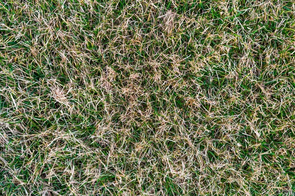 Kış sonrası yeşil çimenler. Bahar otu bakımı
