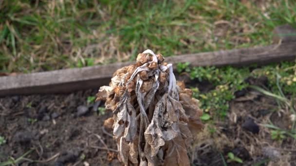 Tallo seco marchito de coles de Bruselas en la cama del jardín de cerca — Vídeo de stock