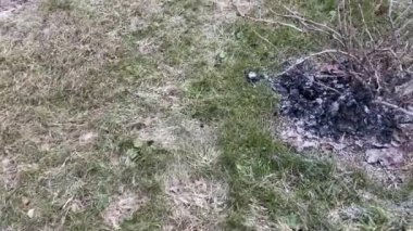 Bektaşi üzümü, kıştan sonra kül ve kömür ile gübreleme