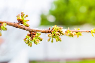 Çiçek açmadan önce, çiçek açan armut çiçekleri.