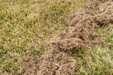 Kış sonrası çimenleri kuru ve çürük otlardan temizliyorum.