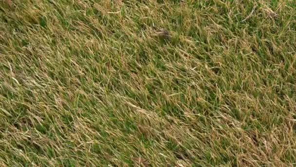 Pettinare un prato con erba verde dopo l'inverno con uno speciale rastrello da giardino, vista dall'alto — Video Stock