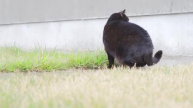 Güzel siyah kedi çimlerde ot yiyor.