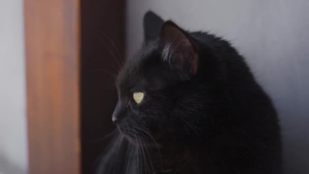 A beautiful fluffy black cat with bright yellow eyes looks attentively around — Stock Video