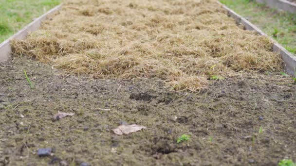 Mulching puste łóżko ogrodowe z suchą trawą — Wideo stockowe