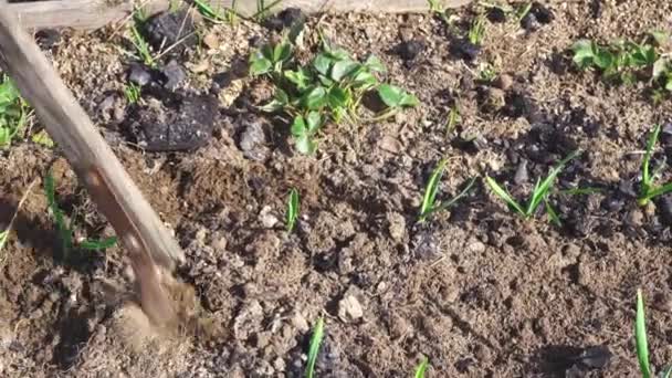 Orání země kolem jahod s plochým sekáčkem v zahradním lůžku se zeleným česnekem — Stock video