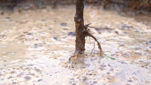 Поливати свіжовисаджене дерево водою з відра — стокове відео