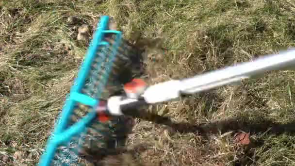Kammen van een gazon met groen gras na de winter met een speciale hark, bovenaanzicht — Stockvideo