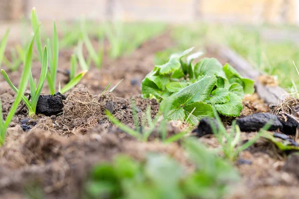 Erdbeer Sämlinge Wachsen Heimischen Garten — Stockfoto