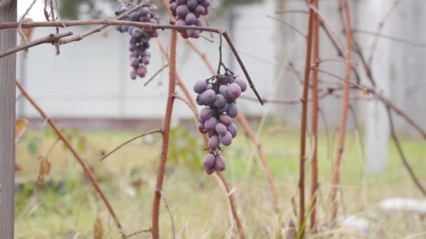 Un racimo de uvas rojas colgando en el viñedo — Vídeo de stock