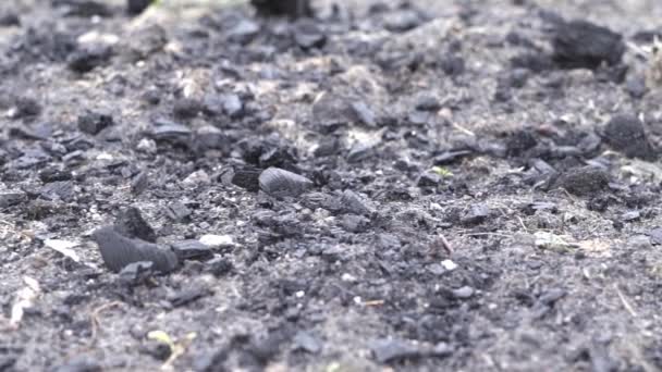 Садовое ложе посыпано черным углем для удобрения почвы. — стоковое видео