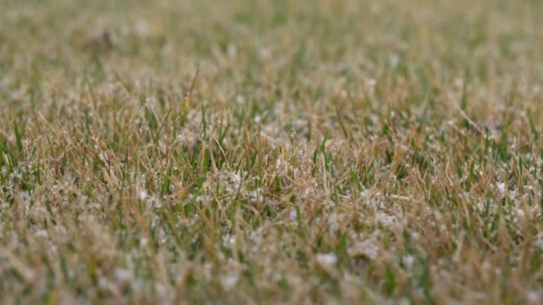 Snow falls on yellowed grass close-up — Vídeos de Stock