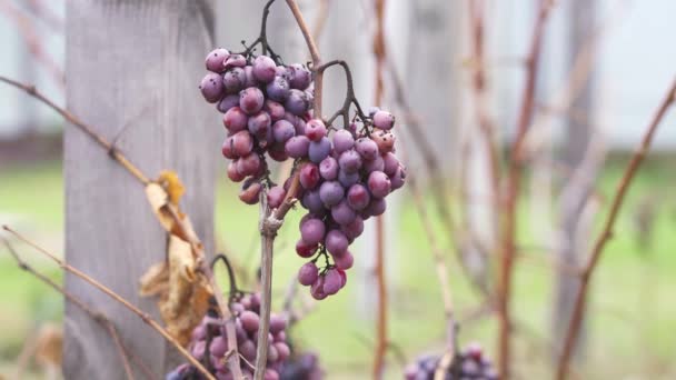 Egy csomó kék szőlő lengett a szélben. — Stock videók