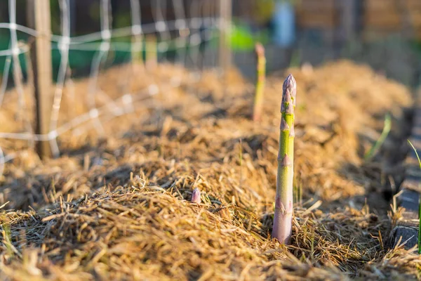 Gli Asparagi Crescono Nel Giardino Casa Vicino Coltivare Cibo Nel — Foto Stock