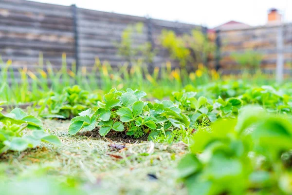 Belle Fraisière Luxuriante Printemps Dans Jardin Maison — Photo