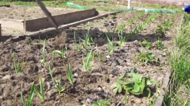 Baharda bahçede taze yeşil sarımsak yetiştirmek. Düz bir keski ile toprağı gevşetmek.