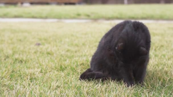 Güzel, tombul, siyah kedi, dudaklarını yakın plandaki çimlerde yalıyor. — Stok video