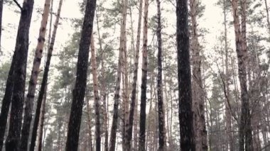 Karanlık, kasvetli ormanda kamera.