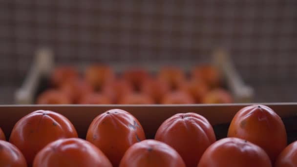 Vlieg over een doos in verse rijpe persimmons van levendige oranje kleur — Stockvideo