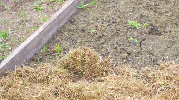 Mulchen eines leeren Gartenbeetes mit trockenem Gras — Stockvideo